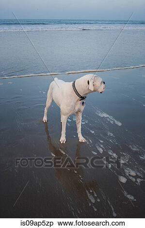 "White boxer dog looking over its shoulder on beach, Venice Beach, California, USA" View Large Photo Image Stock Photography - "White boxer dog looking over its shoulder on beach, Venice Beach, California, USA". Fotosearch