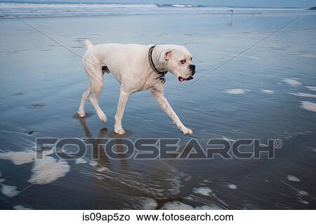 "White boxer dog on beach looking sideways at camera, Venice Beach, California, USA" View Large Photo Image Picture - "White boxer dog on beach looking sideways at camera, Venice Beach, California, USA". Fotosearch