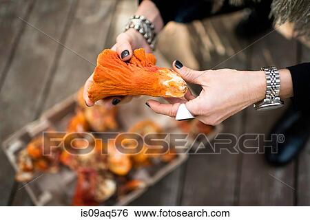 Stock Photograph - Womans hands holding lobster mushroom. Fotosearch