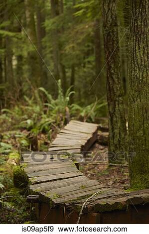 Wooden bike path in forest View Large Photo Image Stock Photo - Wooden bike path in forest. Fotosearch