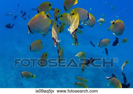 Yellow fish underwater View Large Photo Image Stock Photo - Yellow fish underwater. Fotosearch