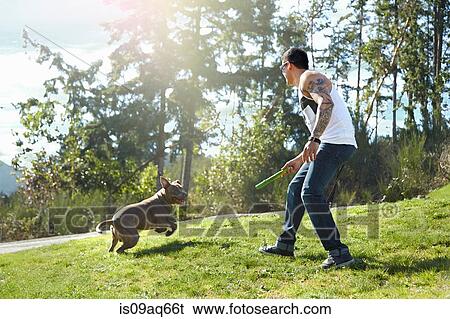 Young man throwing stick for dog in park View Large Photo Image Stock Photograph - Young man throwing stick for dog in park. Fotosearch