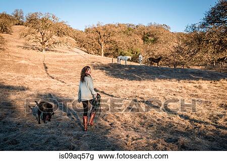 Young woman and dog walking through field carrying horse tack View Large Photo Image Stock Image - Young woman and dog walking through field carrying horse tack. Fotosearch