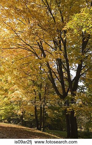 "Acer, Maple trees with fallen leaves on ground, autumn" View Large Photo Image Stock Image - "Acer, Maple trees with fallen leaves on ground, autumn". Fotosearch