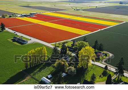 Stock Photo - Aerial view of colorful tulip fields and trees. Fotosearch