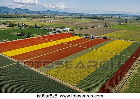 Stock Photo - Aerial view of colorful tulip fields and distant mountains. Fotosearch