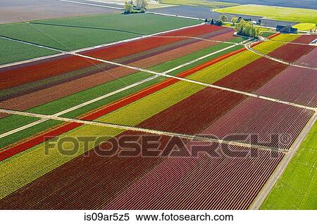 Stock Photography - Aerial view of colorful tulip fields and paths. Fotosearch