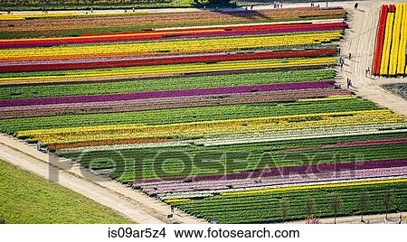 Picture - Aerial view of rows of colorful tulip fields and paths. Fotosearch
