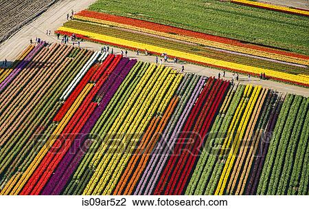 Stock Image - Aerial view of rows of colorful tulip fields. Fotosearch