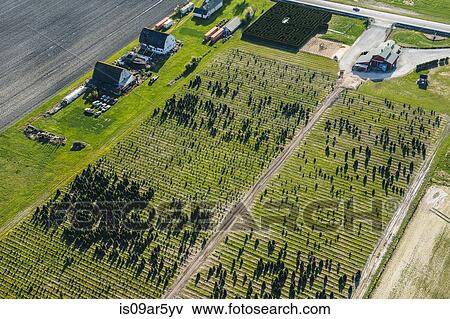Stock Photo - Aerial view of rows of trees growing in plant nursery. Fotosearch