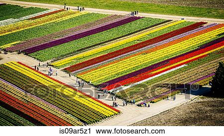 Stock Image - Aerial view of rows of tulip fields. Fotosearch