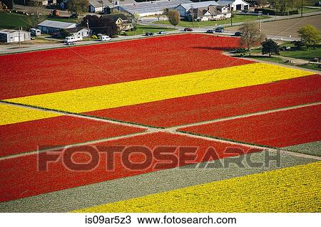 Stock Image - Aerial view of rows of yellow and red tulip fields. Fotosearch