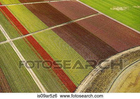 Stock Photograph - Aerial view of tulip fields and paths. Fotosearch