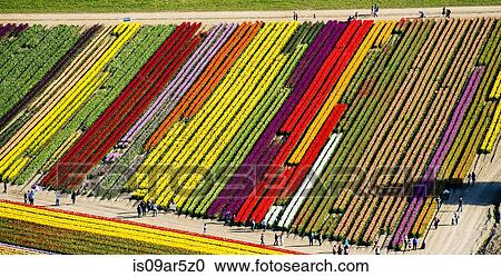 Stock Image - Aerial view of tulip fields. Fotosearch