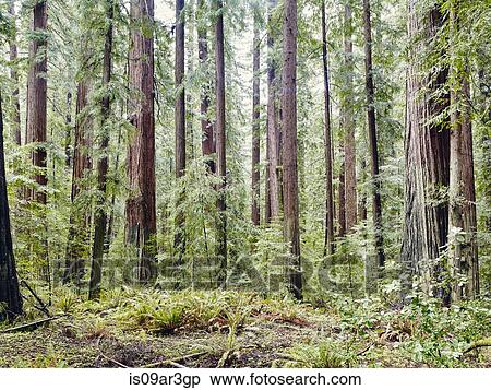 Stock Photography - "Avenue of the Giants, Eureka, California, USA". Fotosearch