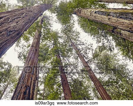 "Avenue of the Giants, Eureka, California, USA" View Large Photo Image Stock Photography - "Avenue of the Giants, Eureka, California, USA". Fotosearch