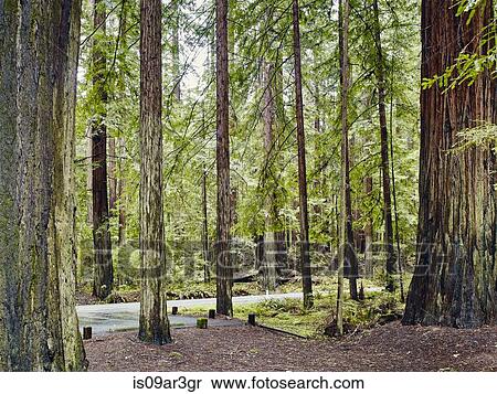 "Avenue of the Giants, Eureka, California, USA" View Large Photo Image Stock Photography - "Avenue of the Giants, Eureka, California, USA". Fotosearch