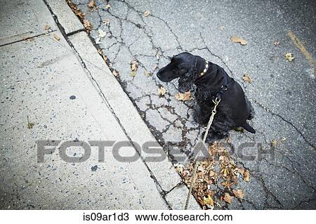 Black dog on leash sitting in the street View Large Photo Image Stock Image - Black dog on leash sitting in the street. Fotosearch
