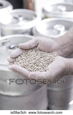Stock Image - "Brewer's hands filled with grain, kegs in the background". Fotosearch