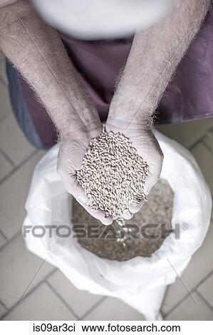 "Brewer's hands filled with grain, elevated view" View Large Photo Image Stock Image - "Brewer's hands filled with grain, elevated view". Fotosearch