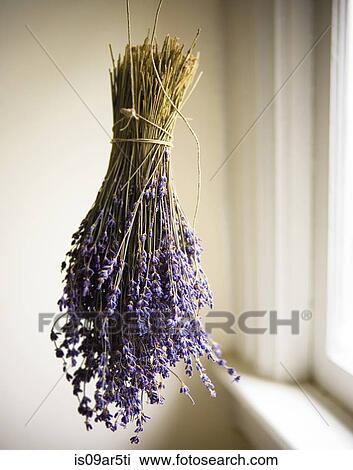 Stock Image - Bunch of fresh lavender dangling next to window. Fotosearch