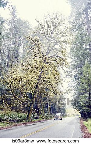 "Car driving on road through redwood trees, Orik, Humboldt County, California, USA" View Large Photo Image Stock Photo - "Car driving on road through redwood trees, Orik, Humboldt County, California, USA". Fotosearch