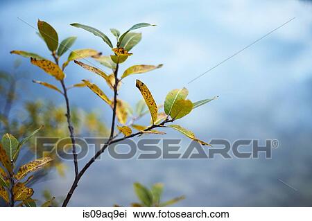 Close up of fading autumn leaves on twig View Large Photo Image Stock Image - Close up of fading autumn leaves on twig. Fotosearch