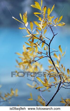 Detail of autumn leaves on twig View Large Photo Image Stock Image - Detail of autumn leaves on twig. Fotosearch