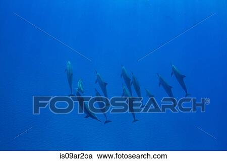 Stock Image - "Dolphins swimming, overhead view, Hawaii, USA". Fotosearch