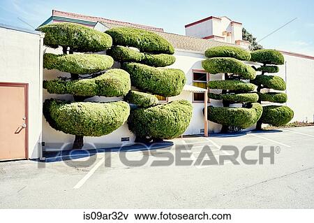 Four fancy shaped trees in parking lot View Large Photo Image Stock Photo - Four fancy shaped trees in parking lot. Fotosearch