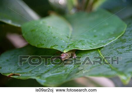 "Gecko hiding under leaves, close-up" View Large Photo Image Stock Image - "Gecko hiding under leaves, close-up". Fotosearch