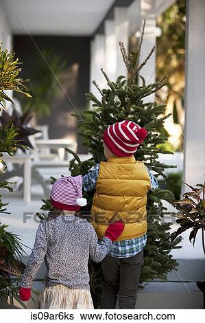 Girl and boy carrying christmas tree View Large Photo Image Stock Photograph - Girl and boy carrying christmas tree. Fotosearch