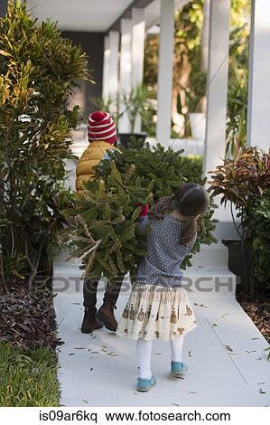 Girl and boy carrying christmas tree View Large Photo Image Stock Photography - Girl and boy carrying christmas tree. Fotosearch