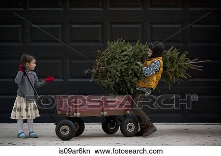 Girl and boy loading cart with christmas tree View Large Photo Image Picture - Girl and boy loading cart with christmas tree. Fotosearch