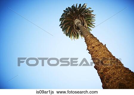 Low angle view of palm tree View Large Photo Image Stock Photograph - Low angle view of palm tree. Fotosearch