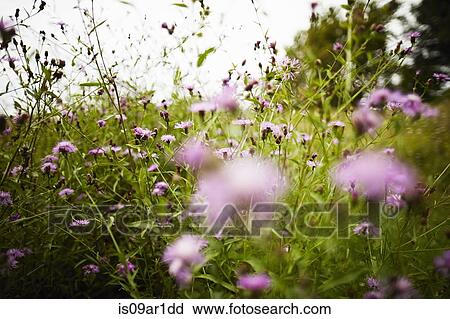 Meadow field of wild pink flowers View Large Photo Image Stock Image - Meadow field of wild pink flowers. Fotosearch