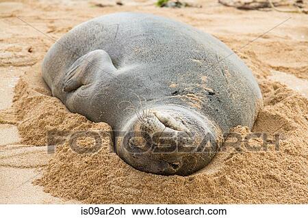 "Monk seal in sand, close-up, Hawaii, USA" View Large Photo Image Stock Image - "Monk seal in sand, close-up, Hawaii, USA". Fotosearch