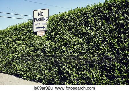 No parking sign with arrow pointing at hedge View Large Photo Image Stock Photograph - No parking sign with arrow pointing at hedge. Fotosearch
