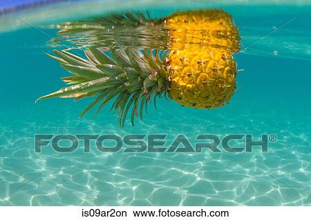 "Pineapple floating in swimming pool, close-up" View Large Photo Image Picture - "Pineapple floating in swimming pool, close-up". Fotosearch