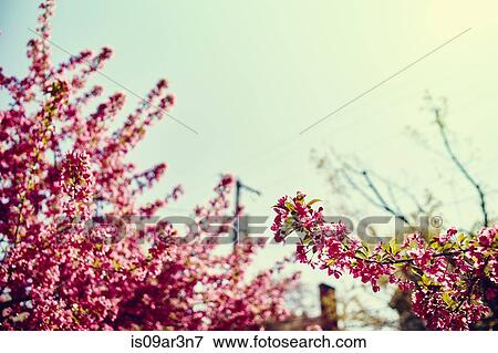 Pink flowers on plant and blue sky View Large Photo Image Stock Photo - Pink flowers on plant and blue sky. Fotosearch