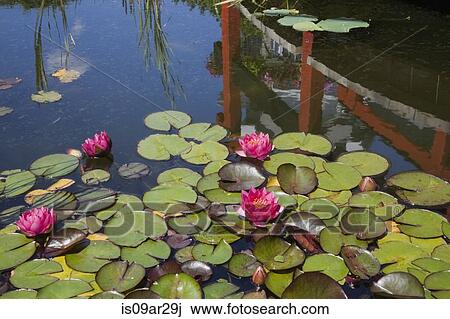 "Pond with pink nymphaea and water lily flowers in landscaped garden, Quebec, Canada" View Large Photo Image Stock Image - "Pond with pink nymphaea and water lily flowers in landscaped garden, Quebec, Canada". Fotosearch