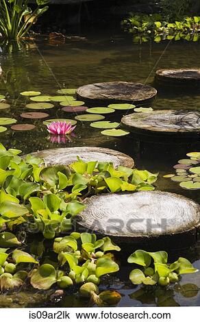 Pond with stepping stones and plants View Large Photo Image Stock Image - Pond with stepping stones and plants. Fotosearch