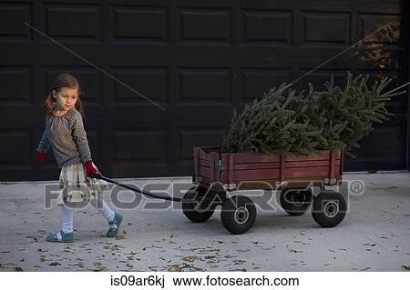 Portrait of a girl pulling cart with christmas tree View Large Photo Image Stock Image - Portrait of a girl pulling cart with christmas tree. Fotosearch