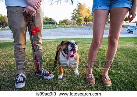 Portrait of bulldog in park between legs of young couple View Large Photo Image Stock Image - Portrait of bulldog in park between legs of young couple. Fotosearch