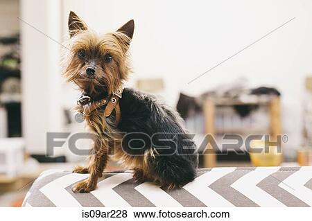 Portrait of yorkshire terrier sitting on top of ironing board in fashion studio View Large Photo Image Stock Photo - Portrait of yorkshire terrier sitting on top of ironing board in fashion studio. Fotosearch