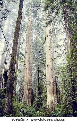 Stock Photo - "Redwood trees, Orik, Humboldt County, California, USA". Fotosearch