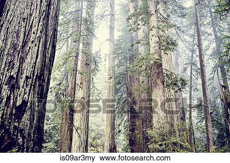 "Redwood trees, Orik, Humboldt County, California, USA" View Large Photo Image Stock Photo - "Redwood trees, Orik, Humboldt County, California, USA". Fotosearch