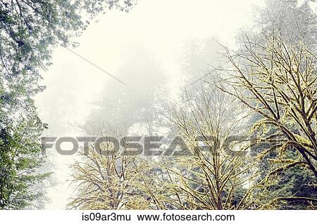 "Redwood trees, Orik, Humboldt County, California, USA" View Large Photo Image Stock Photograph - "Redwood trees, Orik, Humboldt County, California, USA". Fotosearch