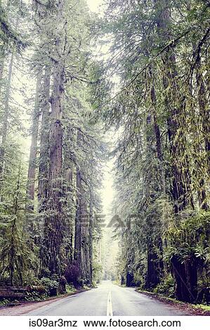 "Road through redwood trees, Orik, Humboldt County, California, USA" View Large Photo Image Stock Photo - "Road through redwood trees, Orik, Humboldt County, California, USA". Fotosearch