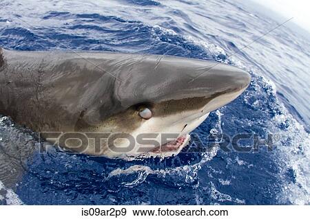 Stock Photo - "Shark out of water, close-up". Fotosearch